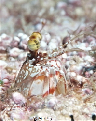 Odontodactylus brevirostris (shortnose mantis shrimp) ens... by E&e Lp 